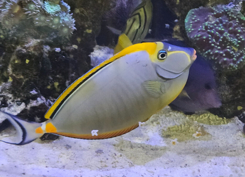 Large Marine fish for sale
