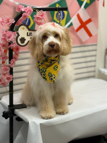 Beautiful female F1 Cockapoo looking for a loving new home