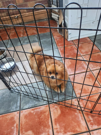 Pom pup