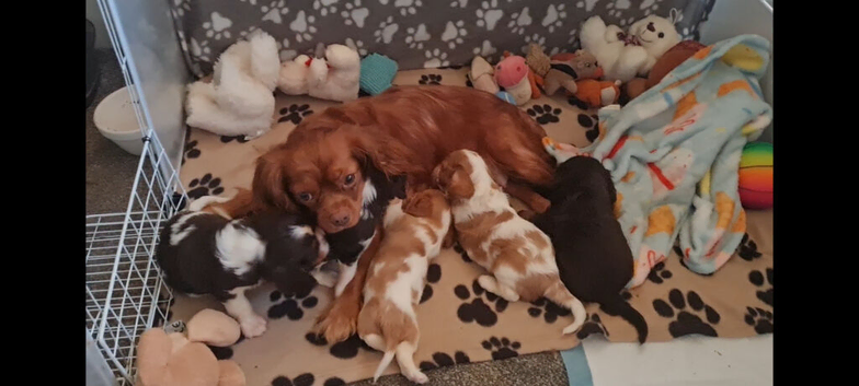 Chocolate cavalier king charles spaniel puppies