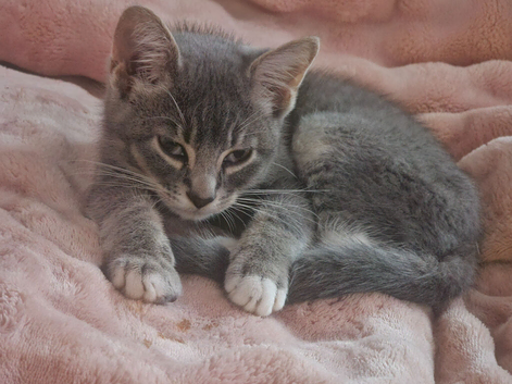 Lilliack boy with green eyes
