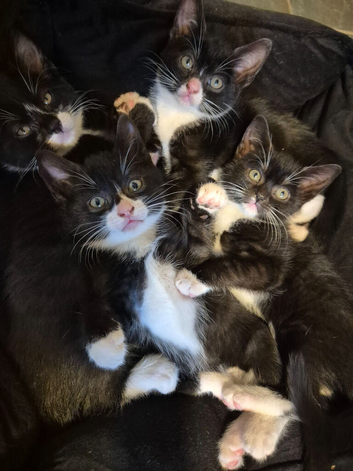 9 week old tuxedo kittens