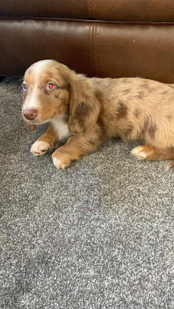 1 beautiful blue eyed boy dachshund puppy ready for his forever loving home