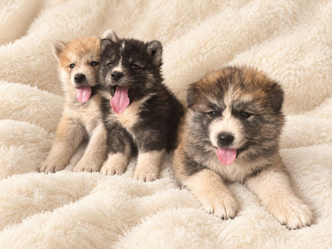 Lovley Akita Japananese