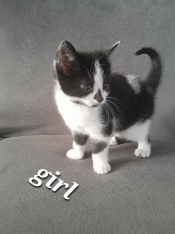 Kittens!!!!