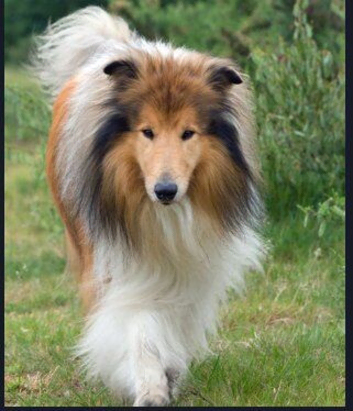 FEMALE ROUGH COLLIE
