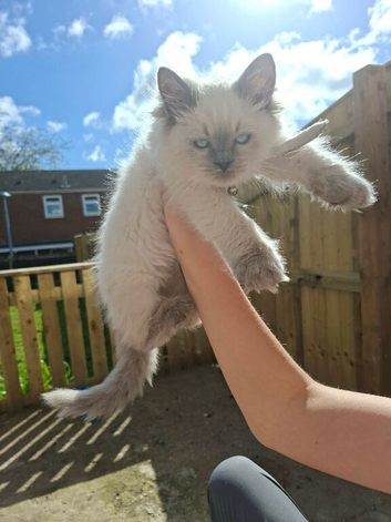 Sea point ragdoll boy