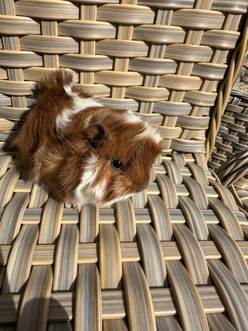 Collection pending . Handsome long haired male guinea pig