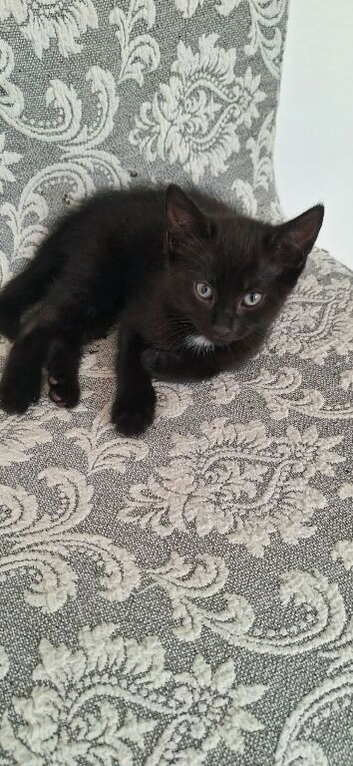 Gorgeous kittens
