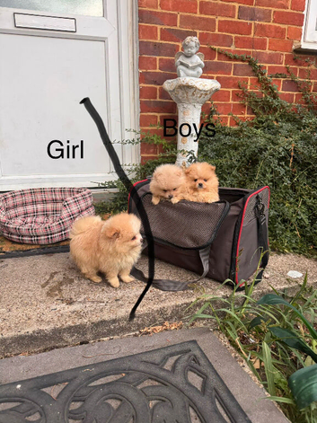 Stunning Pomeranian Pups (teddy bear)