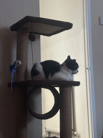 1 year old cat in need of a forever home!