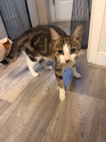 Female cat