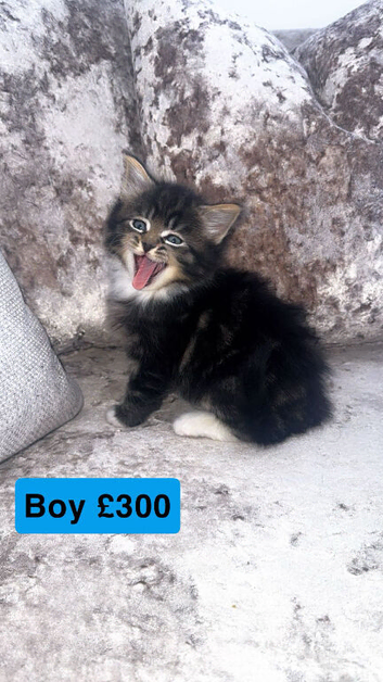 Mixed litter kittens