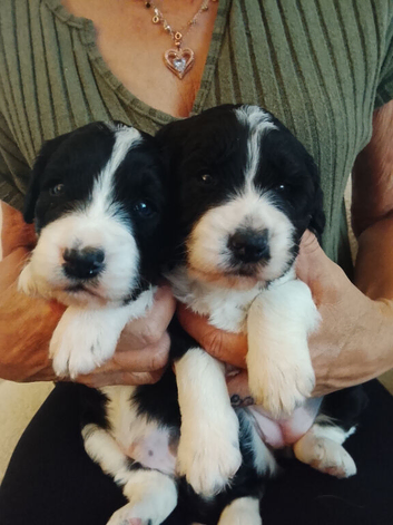 Stunning Border collie x Cockerpoo pups