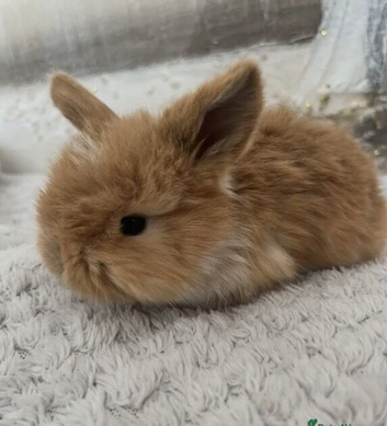 Pure Bred (5w old) Mini Lop Babies