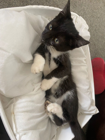 Two ten week old male kittens