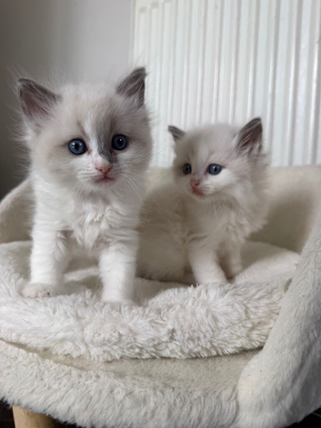 Beautiful Ragdoll Kittens – 3 Females & 2 Males