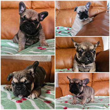KC REG FRENCH BULLDOGS