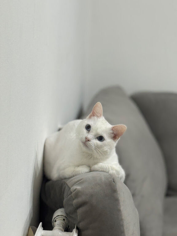 Cat for sale