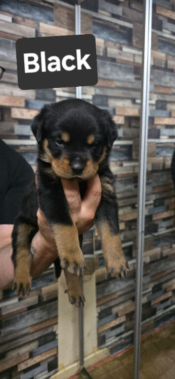 STUNNING LARGE ROTTWEILER PUPPIES &ndash; 6 GIRLS & 5 BOYS
