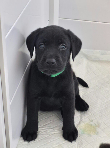 Beautiful litter of black labrador puppies