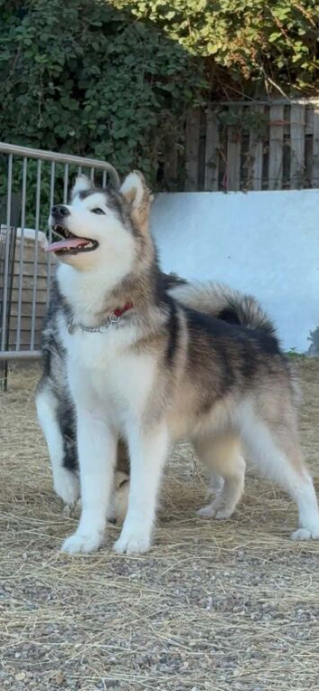 Alaskan Malamute puppies