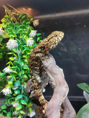 Chinese Crocodile Lizard at Birmingham Reptiles