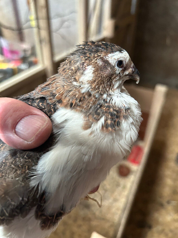 Japanese coturnix quail 6month old great egg layers
