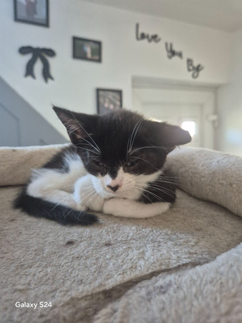 Kittens ready to leave now