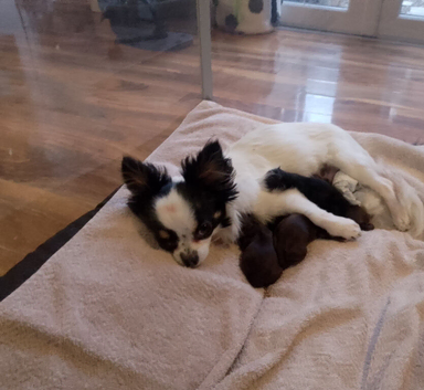 KC long coat chihuahuas