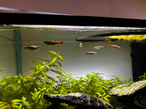 White cloud mountain minnows