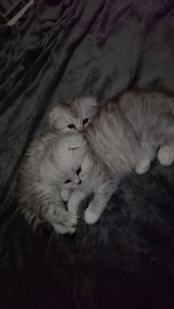 1 female scottish kitten left