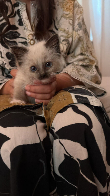 Ragdoll 12 weeks