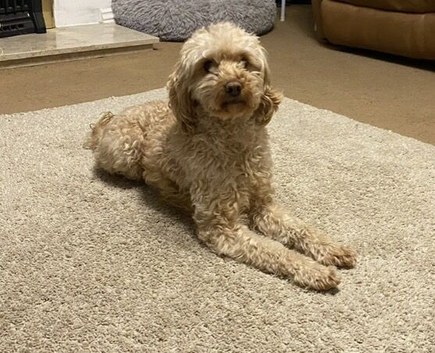 Beautiful female cockapoo