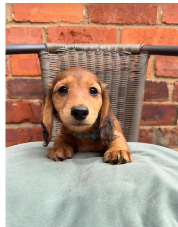 Miniature Dachshund Girls