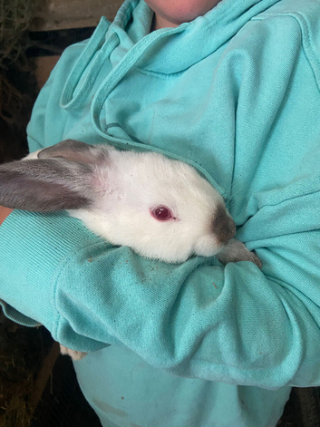 Californian Cross Rabbits