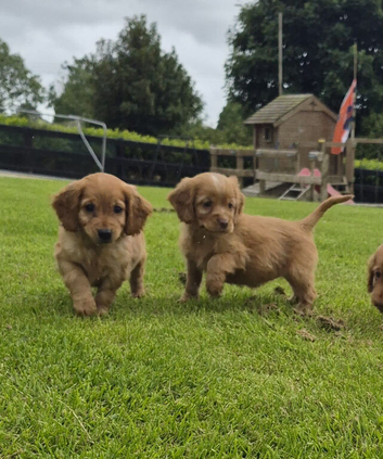 Cavalier king Charles X cocker spaniel pups
