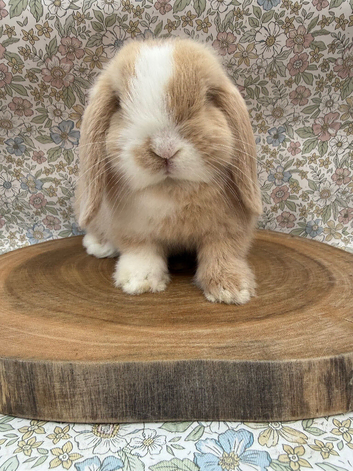 12 week old boy