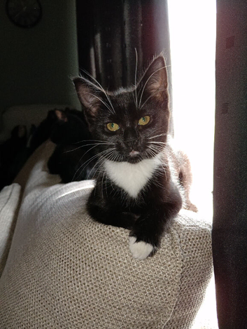 Kitten
