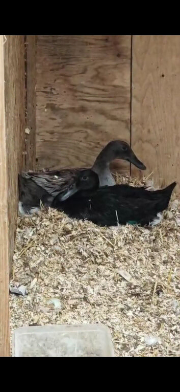 Trio of runner ducks & one aylesbury duck.