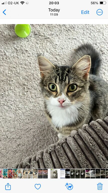 2 kittens for sale