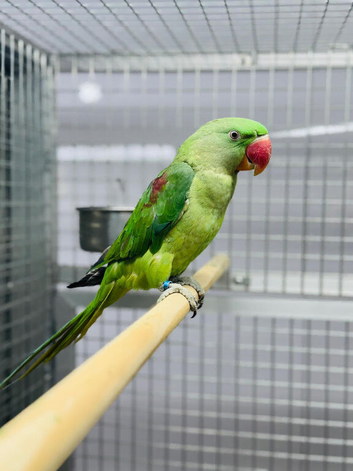 Alexandrine parrot