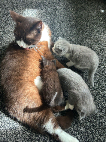 BSH x Ragdoll kittens