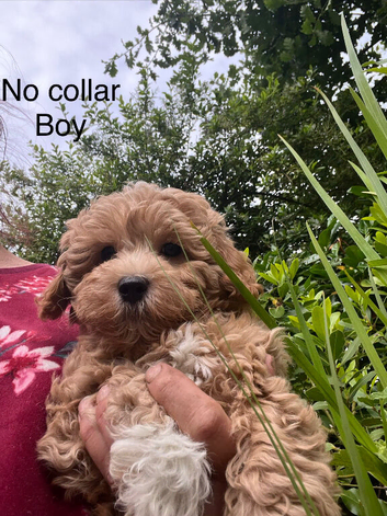 Gorgeous Boys - Maltipoo Ready Now