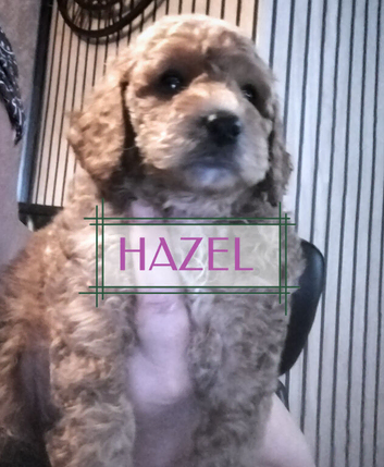 Gorgeous Maltipoo x Cockapoo Puppies