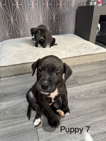 2 x male staffy x bull mastiff puppies