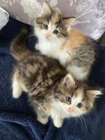 2 beautiful torbie fluffy sisters