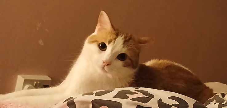 Male cat