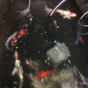 Koi