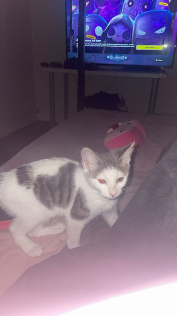 ONYX 3 Month Old Kitten
